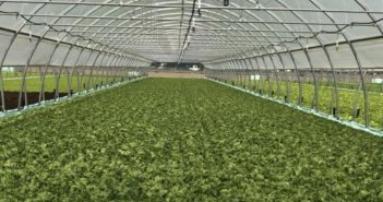 Regione Lombardia finanzia 185 aziende agricole con 110 milioni di euro