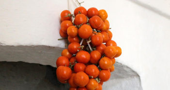 Adatto all’utilizzo in IV Gamma l’antico pomodoro da serbo