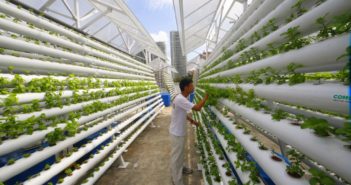 Primo Global Report sulla coltura idroponica nel mondo