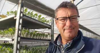 Clima e costi cause del declino del carciofo spinoso sardo