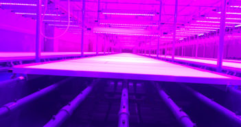 La food valley olandese prepara un futuro con sempre meno carne