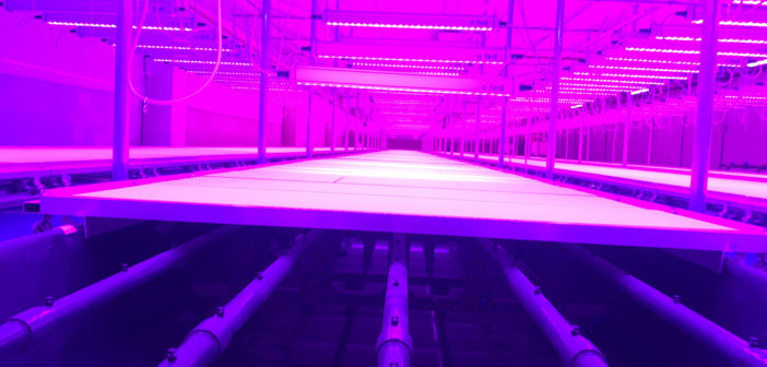 La food valley olandese prepara un futuro con sempre meno carne