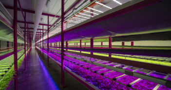 Come abbattere i costi del vertical farming. Ci ha pensato Zero Farms