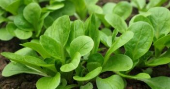 Risparmio idrico, insalata in busta batte prima Gamma: lo studio